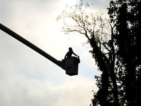 Treeworker in Bucket Lift